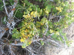Artemisia spinescens