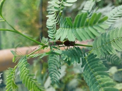 Prismatocerus prominulus