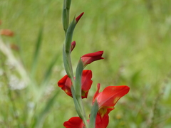 Gladiolus dalenii