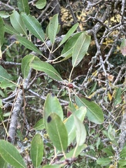 Pyrus spinosa