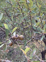 Pyrus spinosa