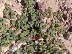 Euphorbia serrula