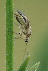 Polymerus basalis
