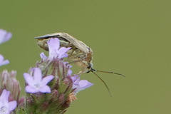 Polymerus basalis