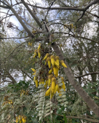 Sophora