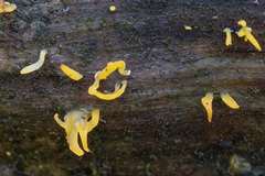 Calocera furcata