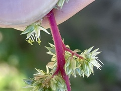 Amaranthus watsonii