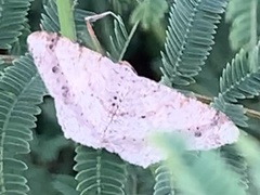 Psamatodes abydata