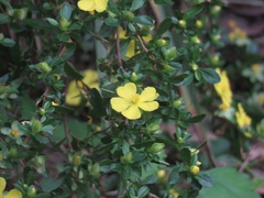 Hibbertia diffusa
