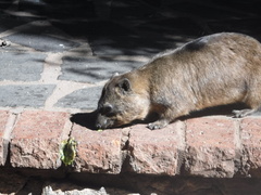 Procavia capensis capensis