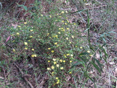 Hibbertia diffusa