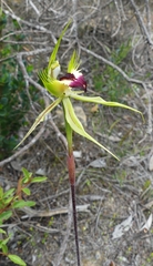 Caladenia stricta