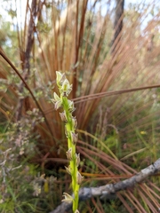 Prasophyllum elatum