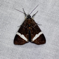 Coenotoca subaspersa