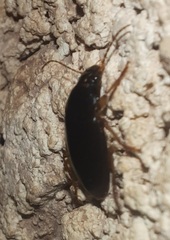 Harpalus pensylvanicus