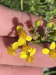Coreocarpus dissectus