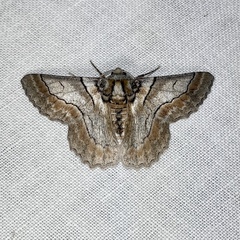 Hypobapta tachyhalotaria