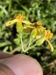 Coreocarpus dissectus