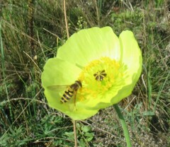Syrphus ribesii