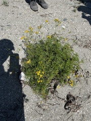 Coreocarpus dissectus