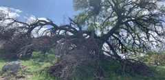 Quercus douglasii