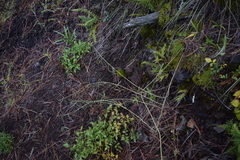 Pennellia longifolia