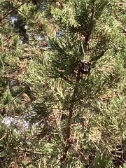 Cupressus sempervirens