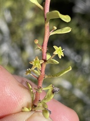 Maytenus phyllanthoides