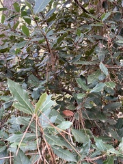 Quercus ilex