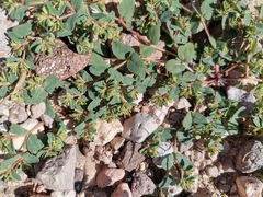 Euphorbia serrula