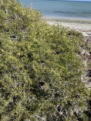 Maytenus phyllanthoides