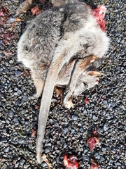 Notamacropus eugenii