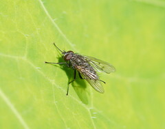 Muscidae