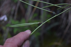 Pennellia longifolia