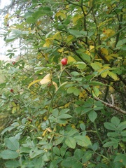 Rosa agrestis