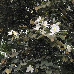 Bauhinia forficata