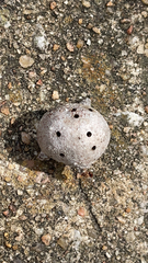 Callirhytis quercussuttoni