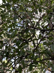 Pyrus spinosa