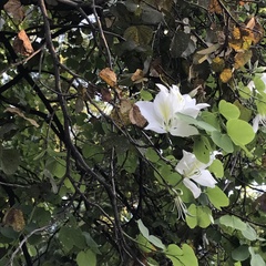 Bauhinia forficata
