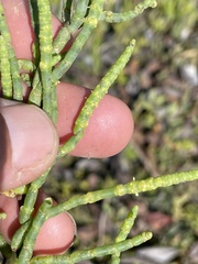 Salicornia pacifica
