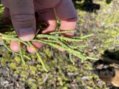Salicornia pacifica