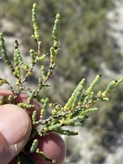 Allenrolfea occidentalis