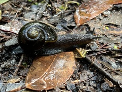 Victaphanta compacta