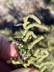 Allenrolfea occidentalis