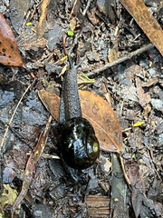 Victaphanta compacta
