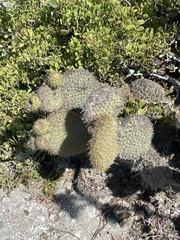 Opuntia pycnantha
