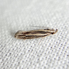 Leptosaces schistopa