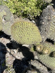 Opuntia pycnantha