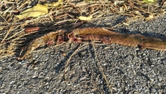 Fowlea flavipunctata