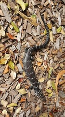 Cyclodomorphus gerrardii